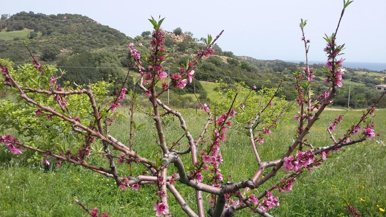 La Casetta Rosa แตร์เตนิอา ภายนอก รูปภาพ