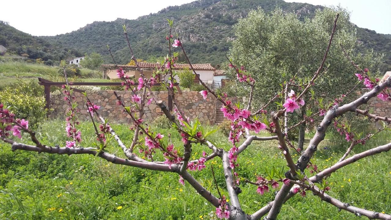 La Casetta Rosa แตร์เตนิอา ภายนอก รูปภาพ